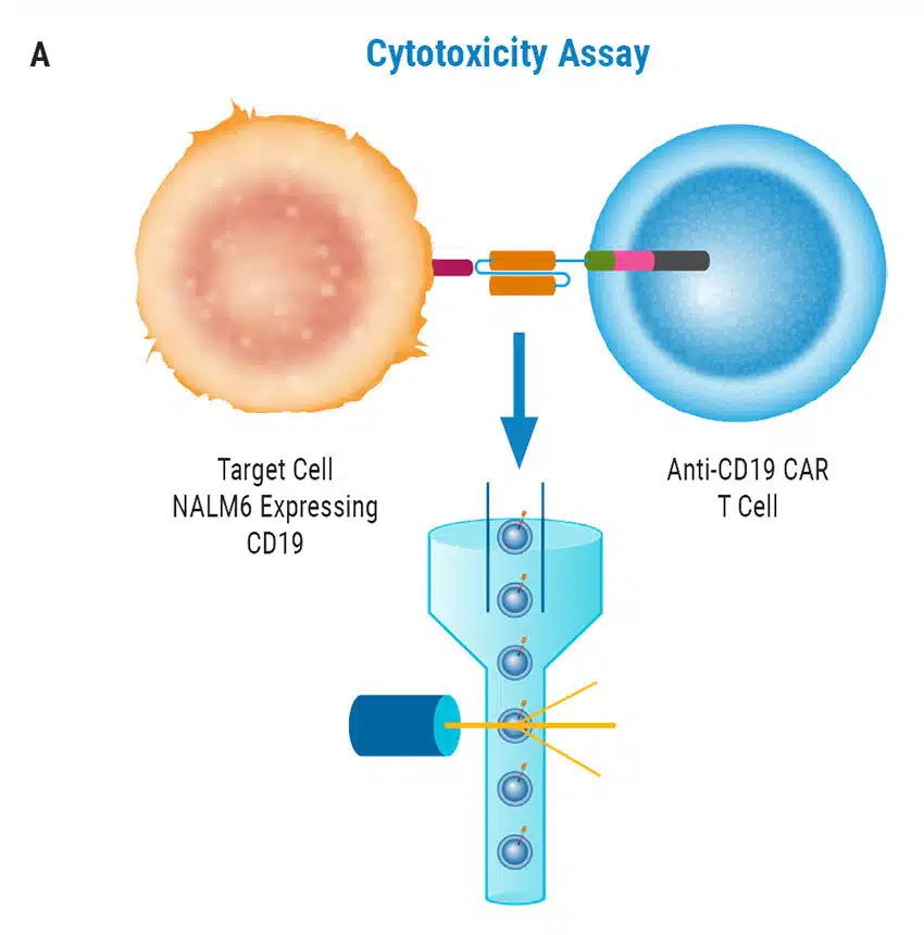 CAR-T-Cell-A
