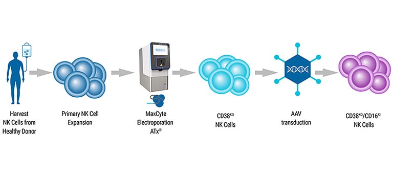 MaxCyte-Enables-Multiplexed-NK-Cell-Engineering2@2x