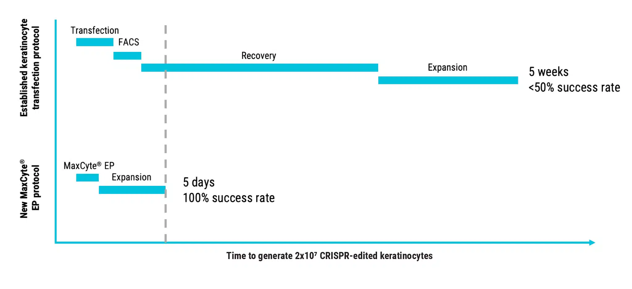 Transfection-protocol