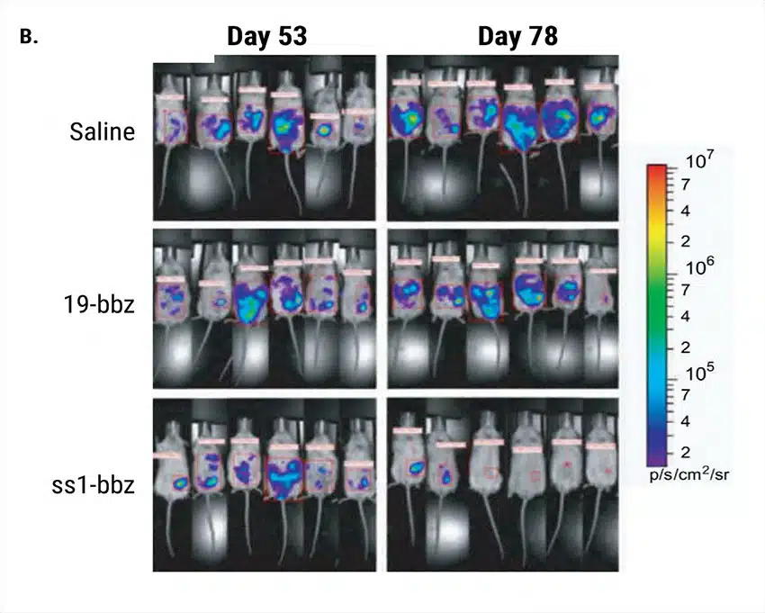 Tumors-in-Mice-B