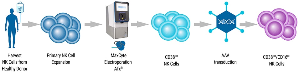 MaxCyte-Enables-Multiplexed-NK-Cell-Engineering2-min