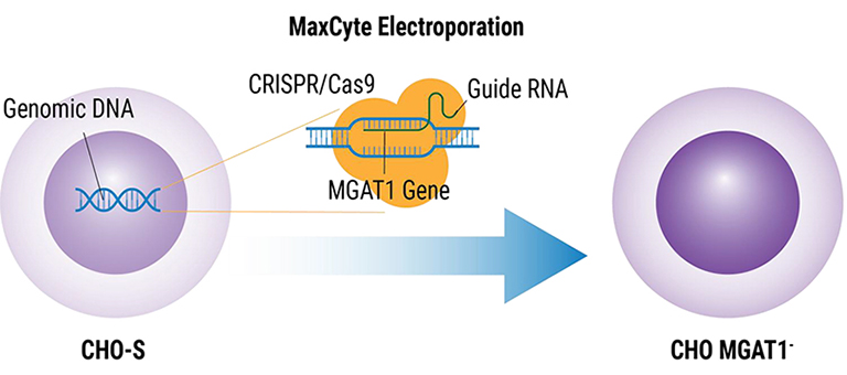 CRISPR-MGAT1-gene@2x