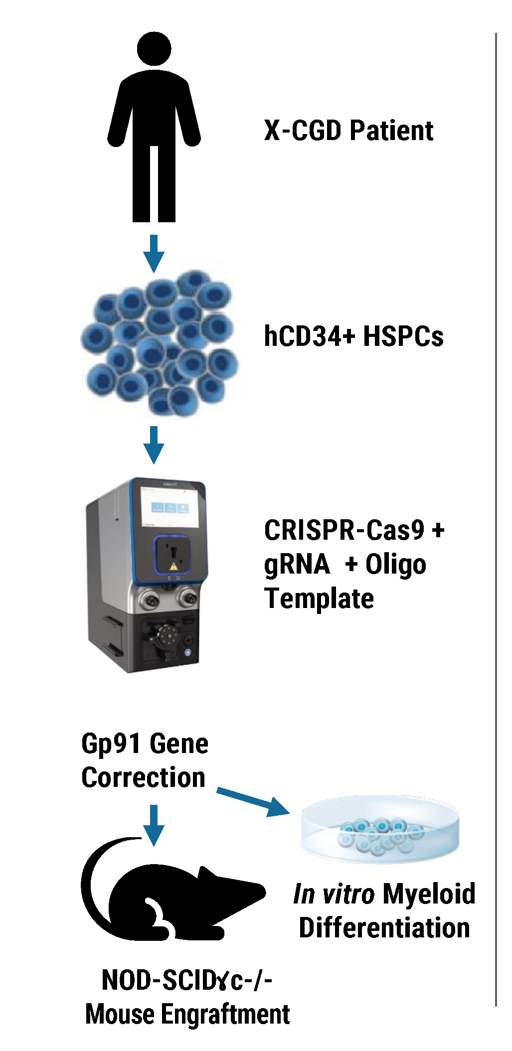 ex-vivo gene correction-05