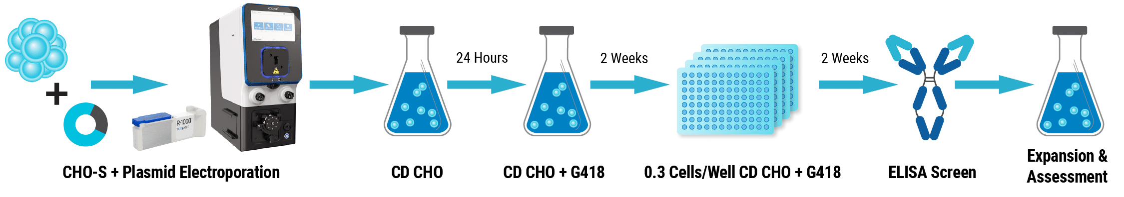 Enables Rapid, High-Yielding, Stable Cell Line Development