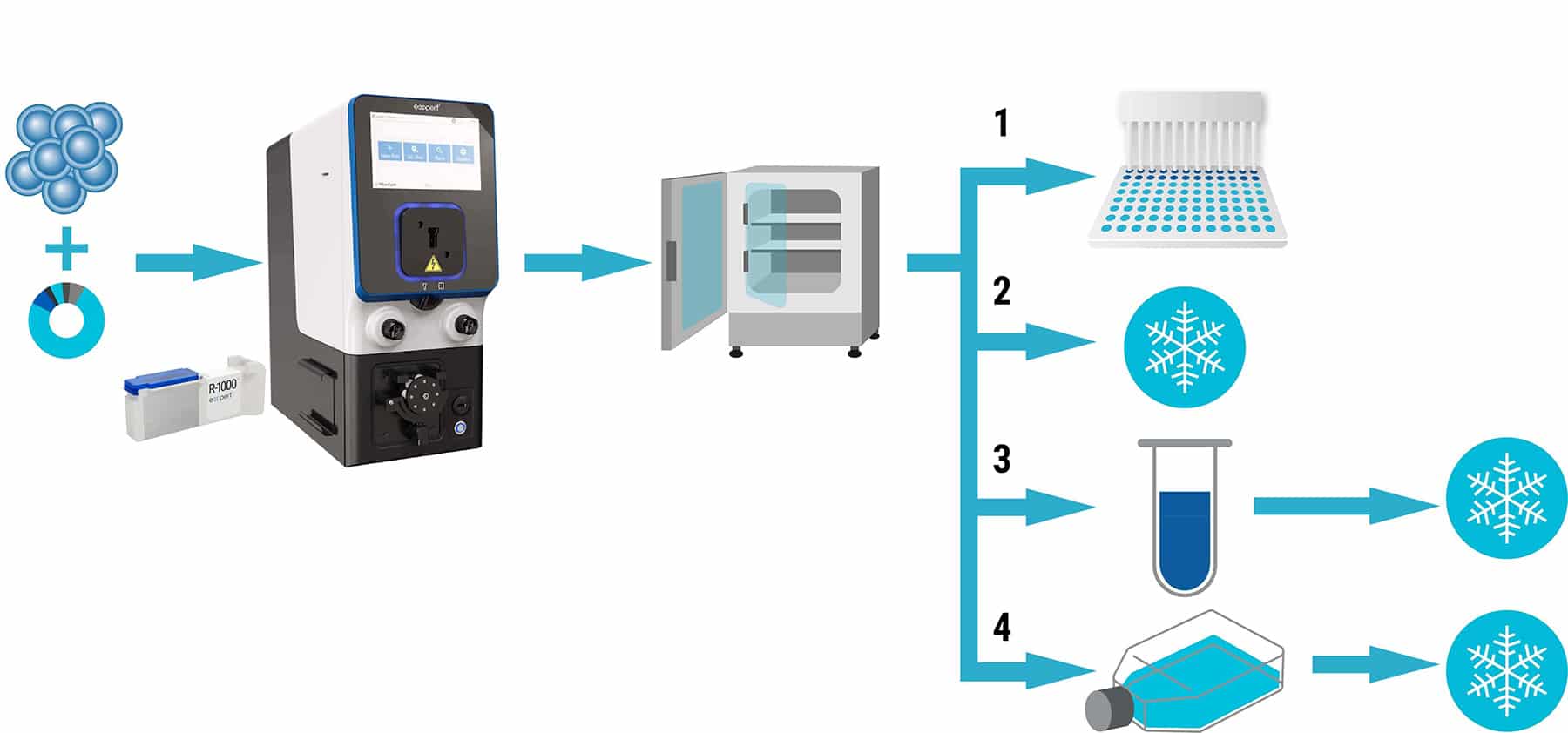 cell-based-assay-1800X842