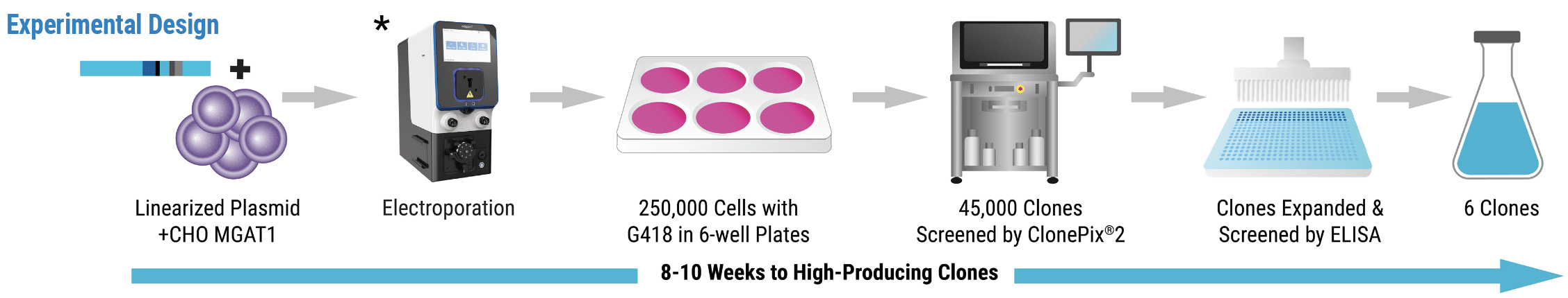 The MaxCyte STX electroporated MGAT1- CHO cells with a linearized plasmid encoding a modified rgp120 (A244-N332) and G418 resistance. Cells were resuspended in a semisolid matrix containing G418 and fluorophore-labeled rgp120 antibodies