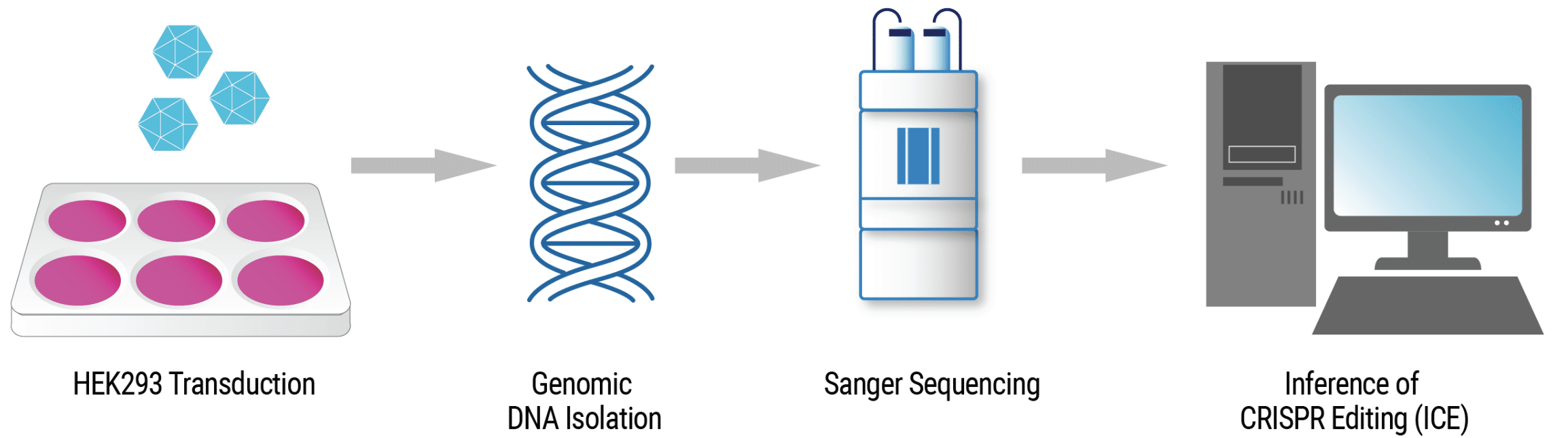 Functional Analysis of VLP-Driven Editing Activity