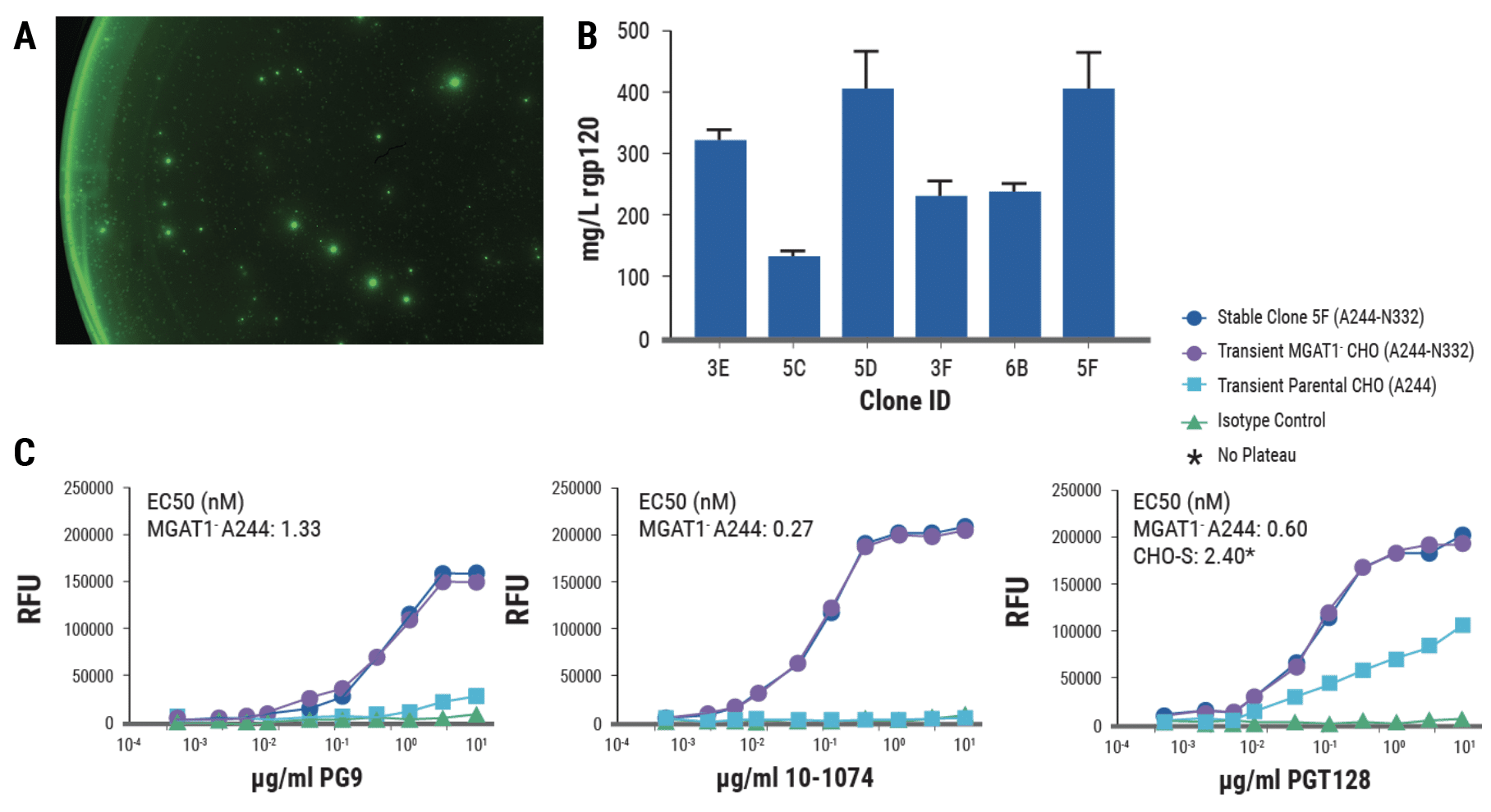 Sixteen days after electroporation, a fraction of cells exhibited bright “halos” when viewed under fluorescent light, indicating high expression of rgp120.