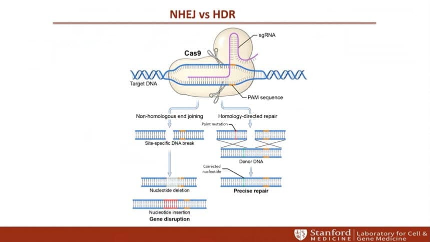 Slide from presentation of Advancements in cell therapy: development of a non-viral gene delivery platform for CAR-T manufacturing