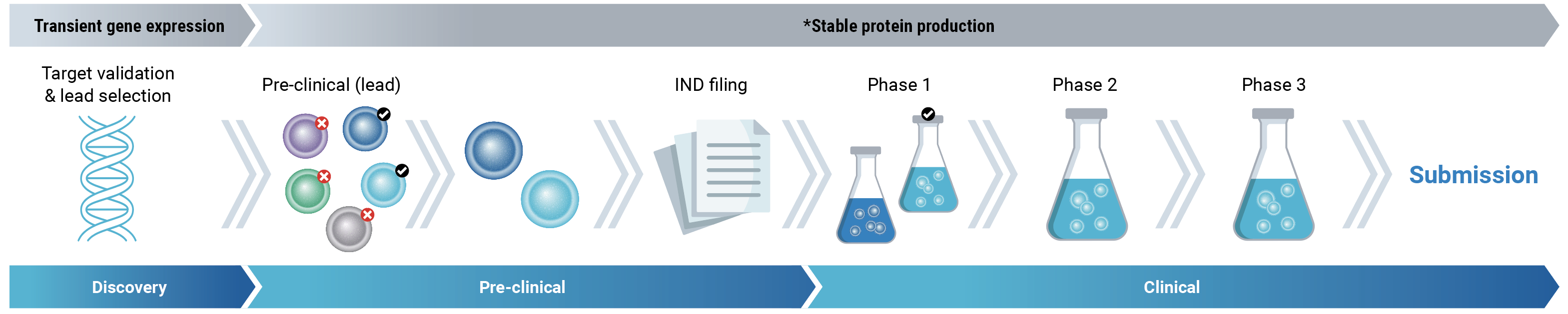 Following the traditional approach, it can take 6 to 12 months to develop a stable cell line and express sufficient material for IND-enabling studies