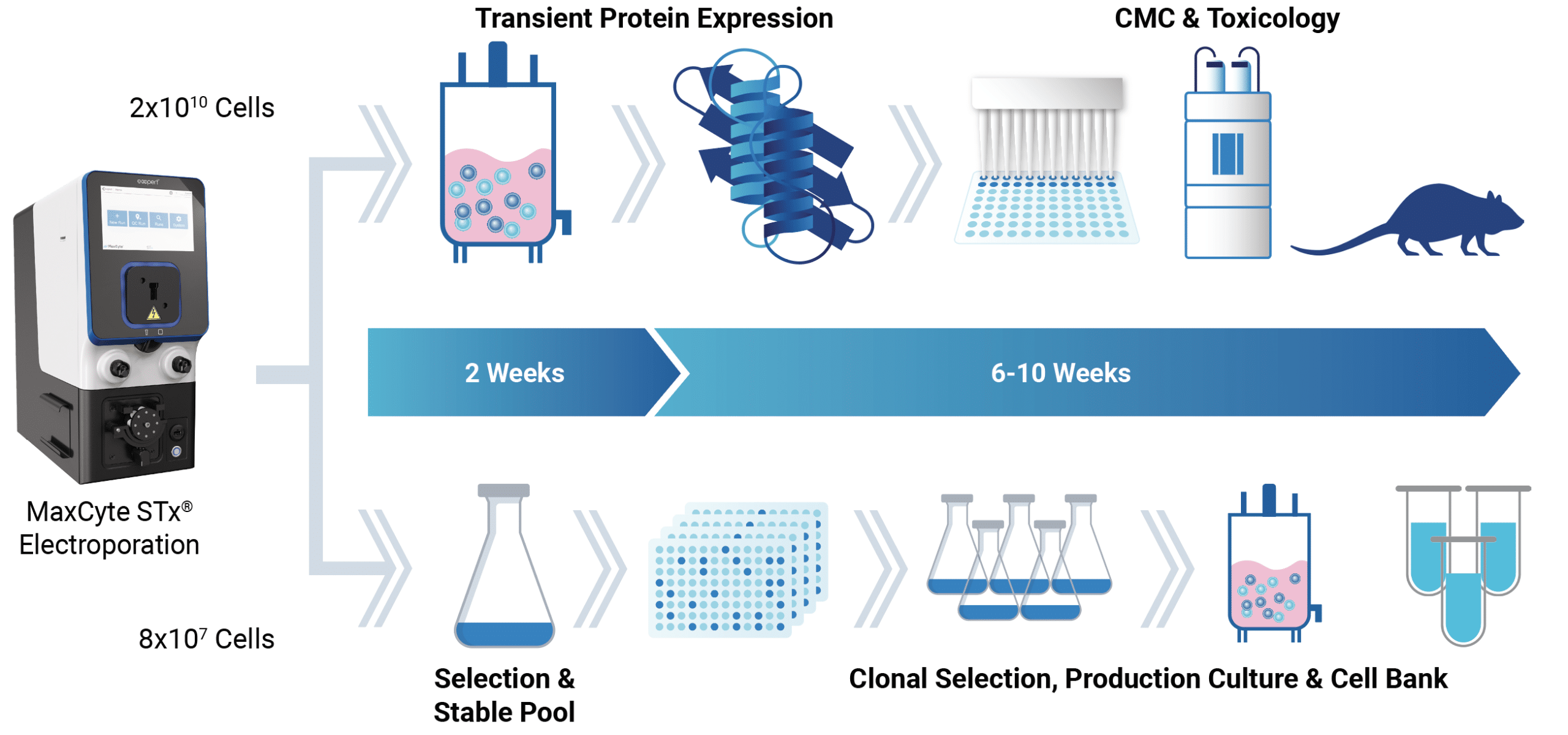 MaxCyte enables cell line development while you progress instead of ‘while you wait’ for the fastest route to IND