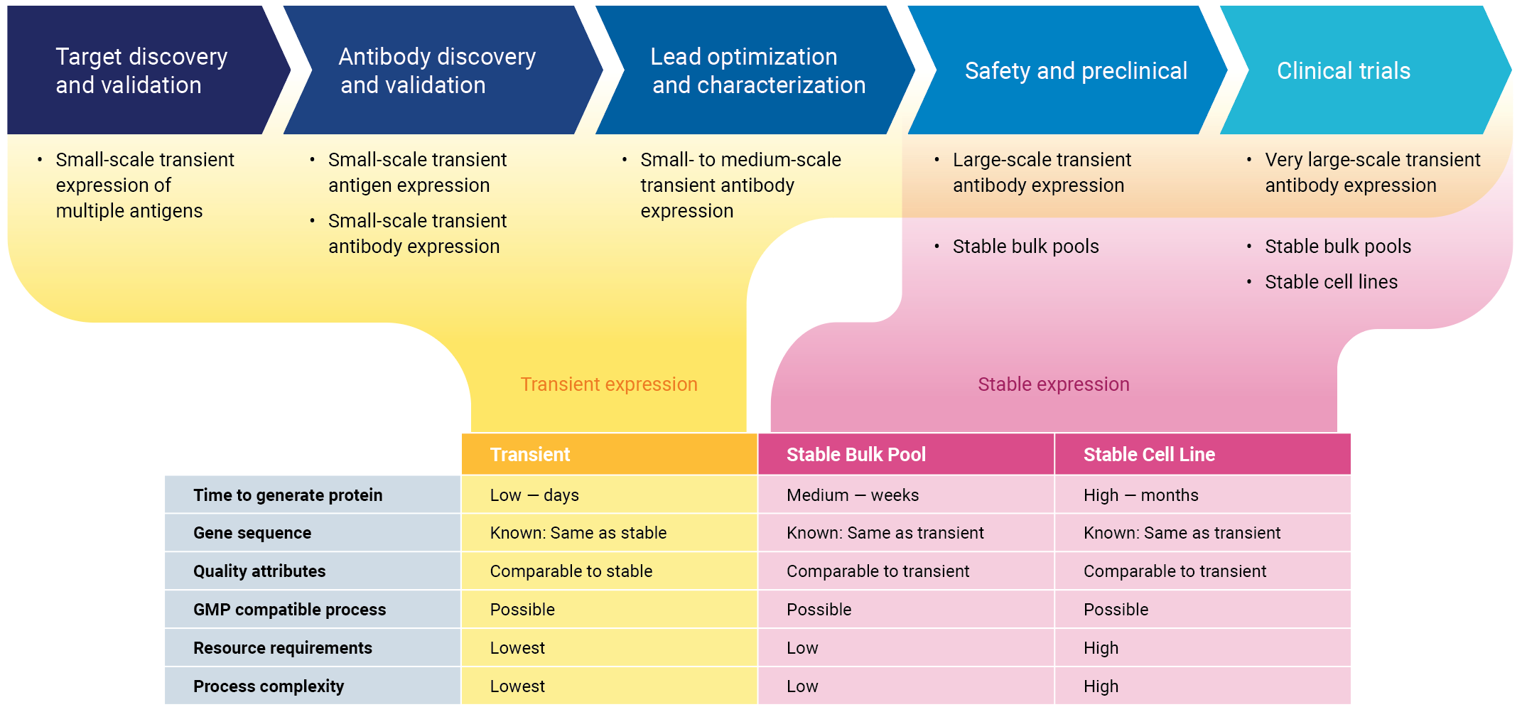 Protein Expression for Every Stage of Therapeutic Antibody Development