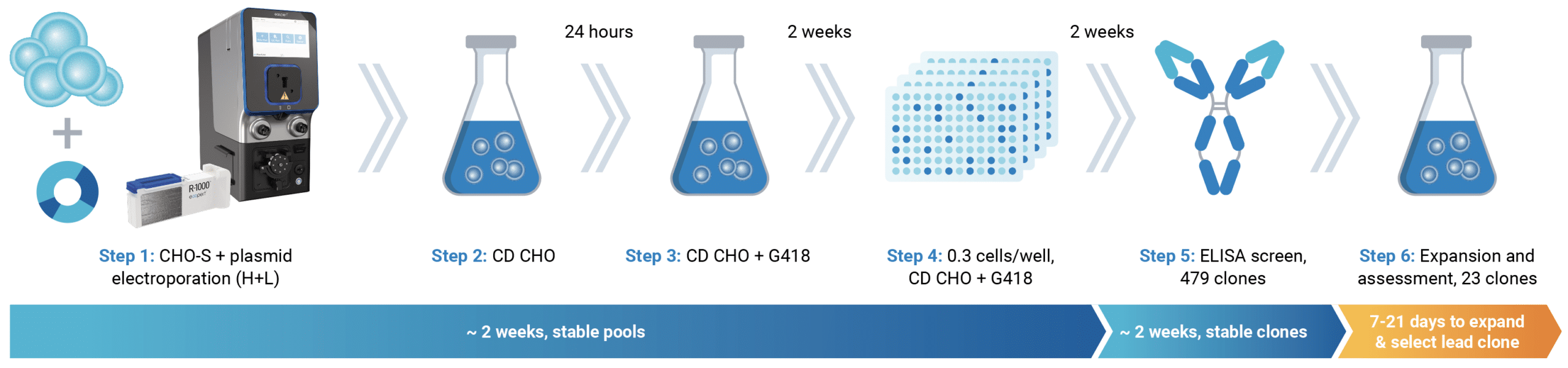 Identify High Yielding Stable Clone in Under Eight Weeks After Electroporation