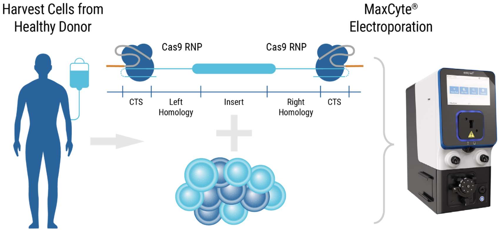 CRISPR RNP and ssDNA Co-Electroporation in Activated T Cells for Efficient CAR Knock-In A