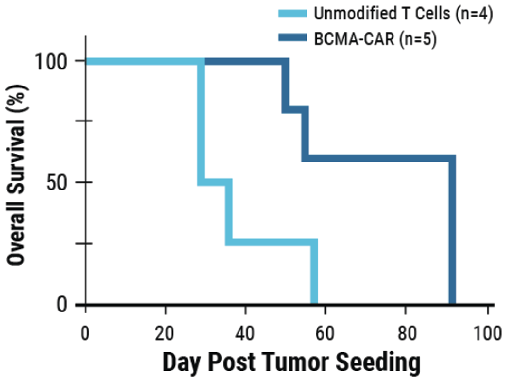 CRISPR RNP and ssDNA Co-Electroporation in Activated T Cells for Efficient CAR Knock-In F