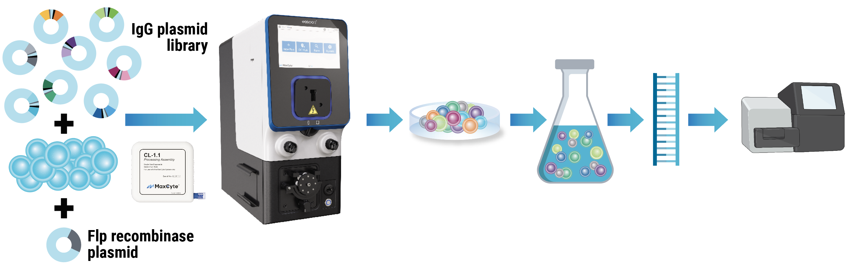 MaxCyte Workflow for Mammalian Display