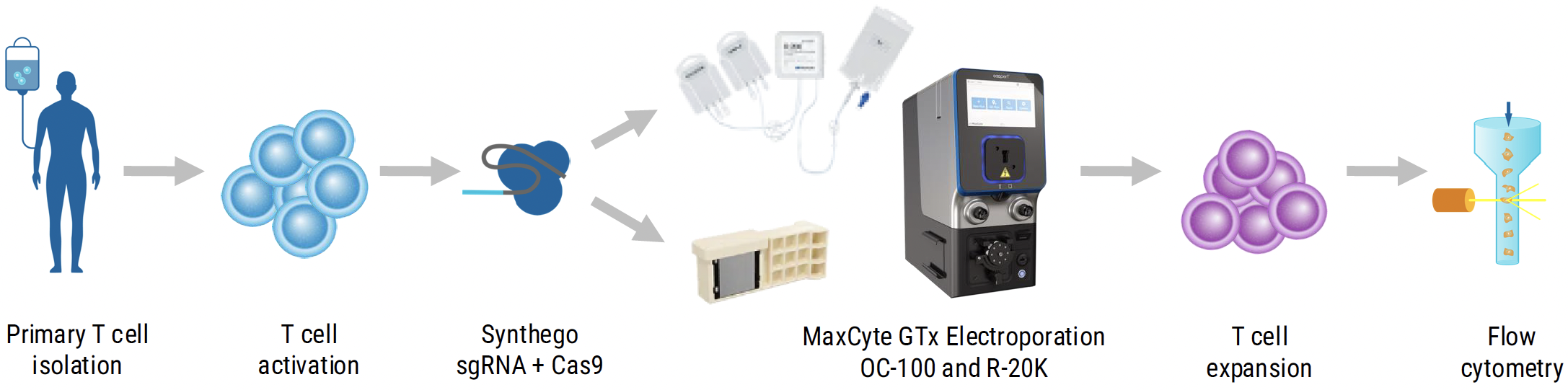 Workflow-MaxCyte Electroporation of Synthego sgRNAs Enables Efficient, Scalable Knockout in Human T Cells