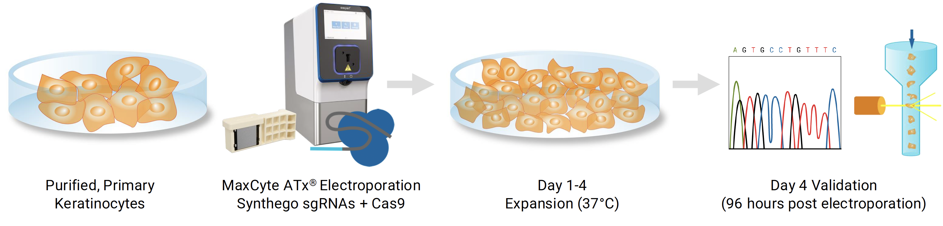 Workflow-Multiplexed CRISPR Engineering of Primary Keratinocytes Using MaxCyte Electroporation in Combination with Synthego sgRNAs