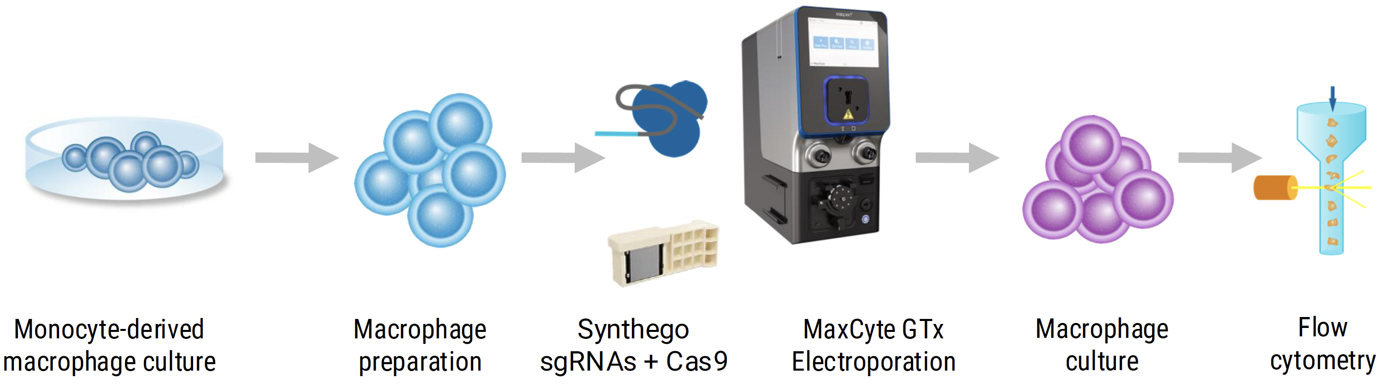 MaxCyte electroporation of Synthego sgRNAs enables >85% SIRP𝛼 knockout in monocyte-derived macrophages