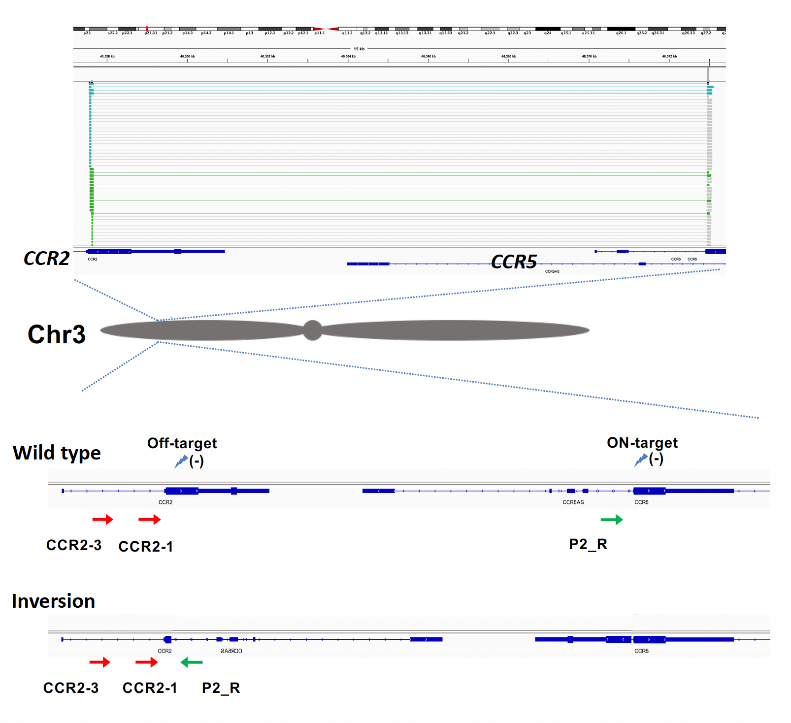 Integrative Genomics Viewer plot and schematic depiction of tested inter-chromosomal translocation events