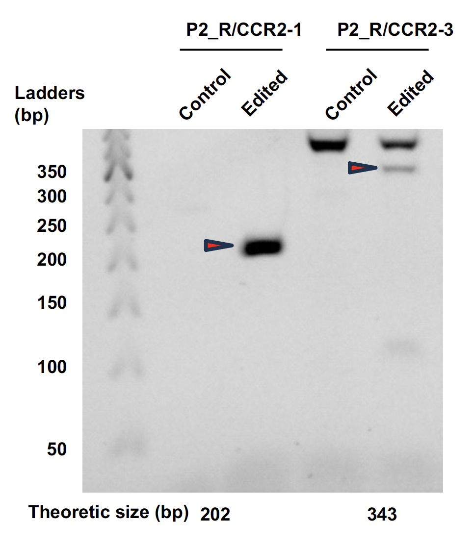 PCR validation of rearrangement events with bands amplified at the expected sizes indicated by red arrowheads.