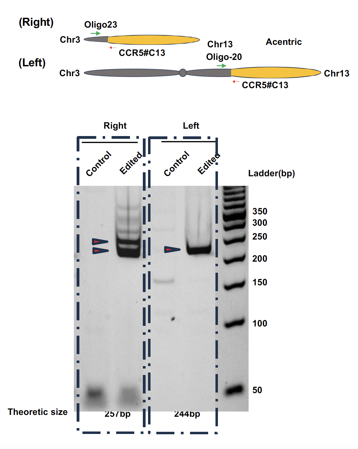 Depiction of inter-chromosomal translocation event and PCR validation of rearrangement events