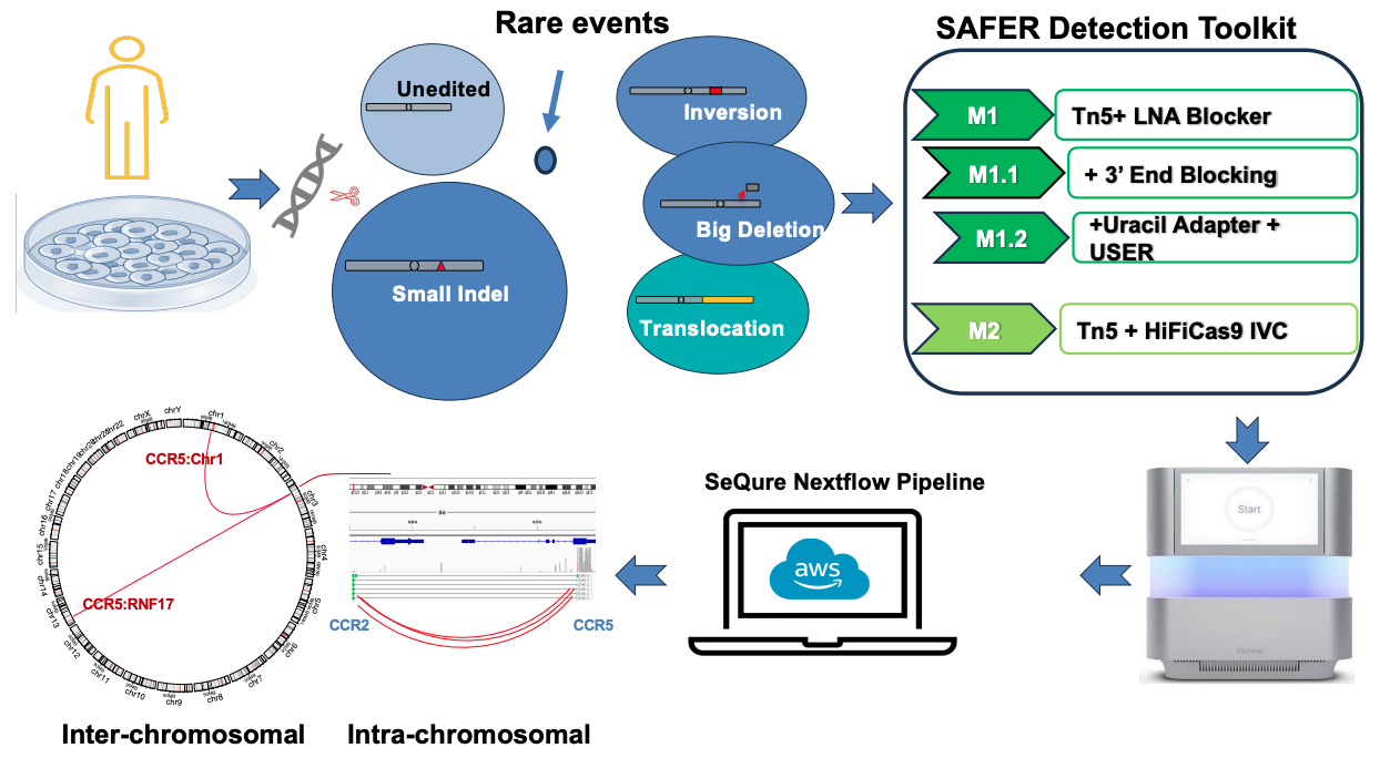 Graphic summary of SAFER Detection as described above.