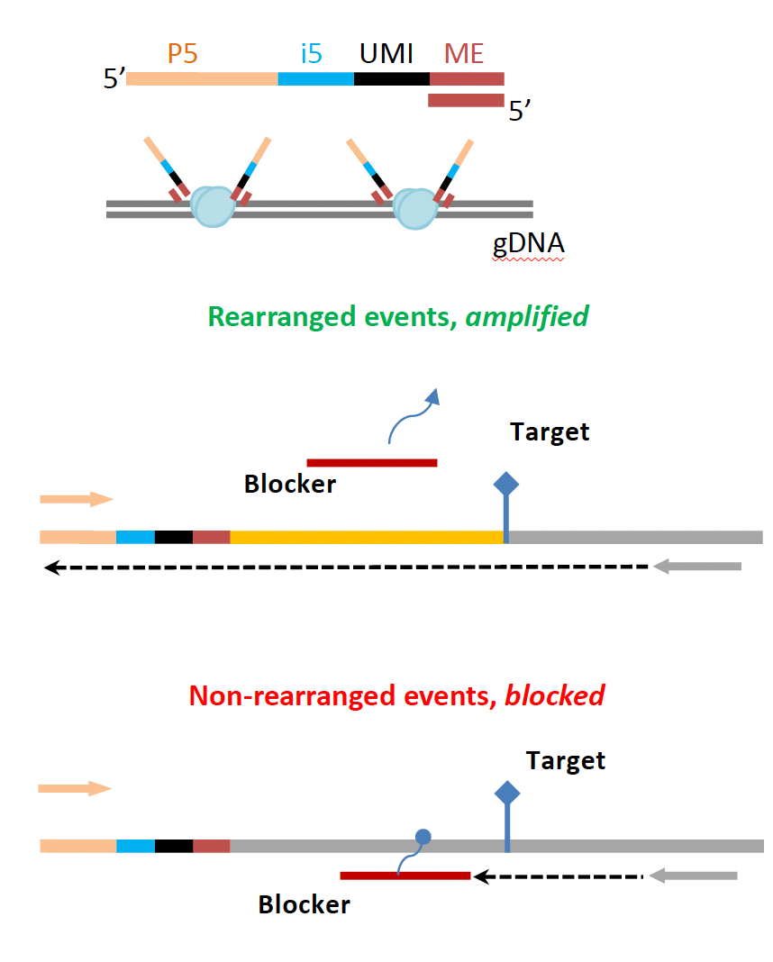 In the upper panel, Tn5 loaded with adapters containing UMI and i5 index; in the lower, targeted/rearranged regions are amplified while unedited/small-indel regions are suppressed by an LNA blocker.