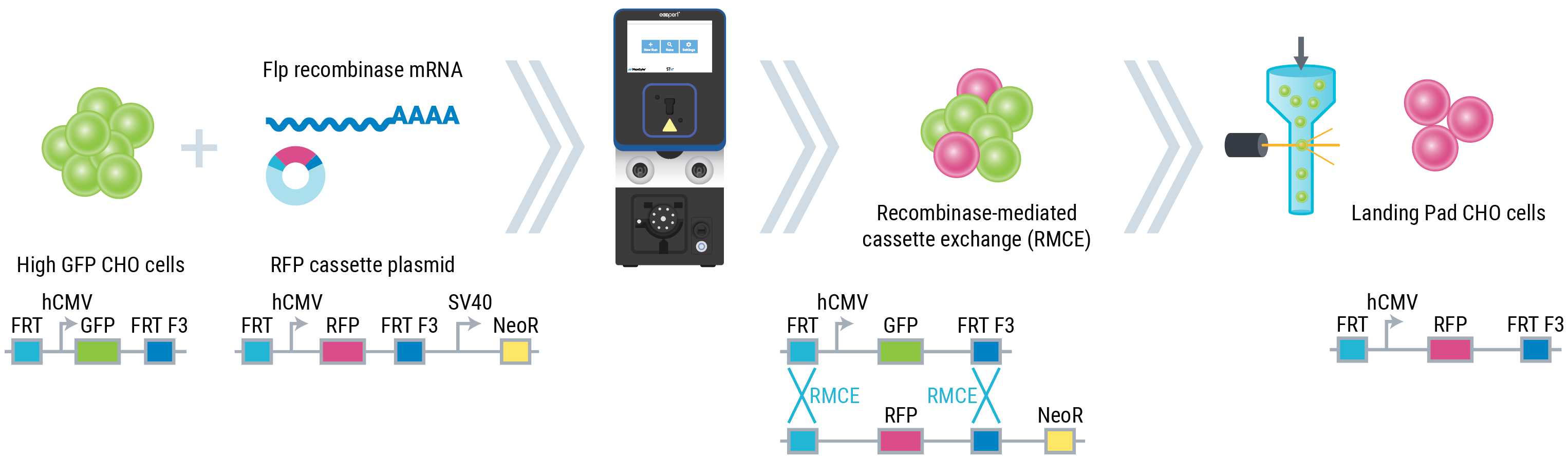 Illustration depicting high GFP CHO cells (green cluster) being transfected in a MaxCyte instrument by plasmid containing RFP expression cassette flanked by Flp target sites and Flp recombinase mRNA to yield Landing Pad CHO cells (pink cluster).