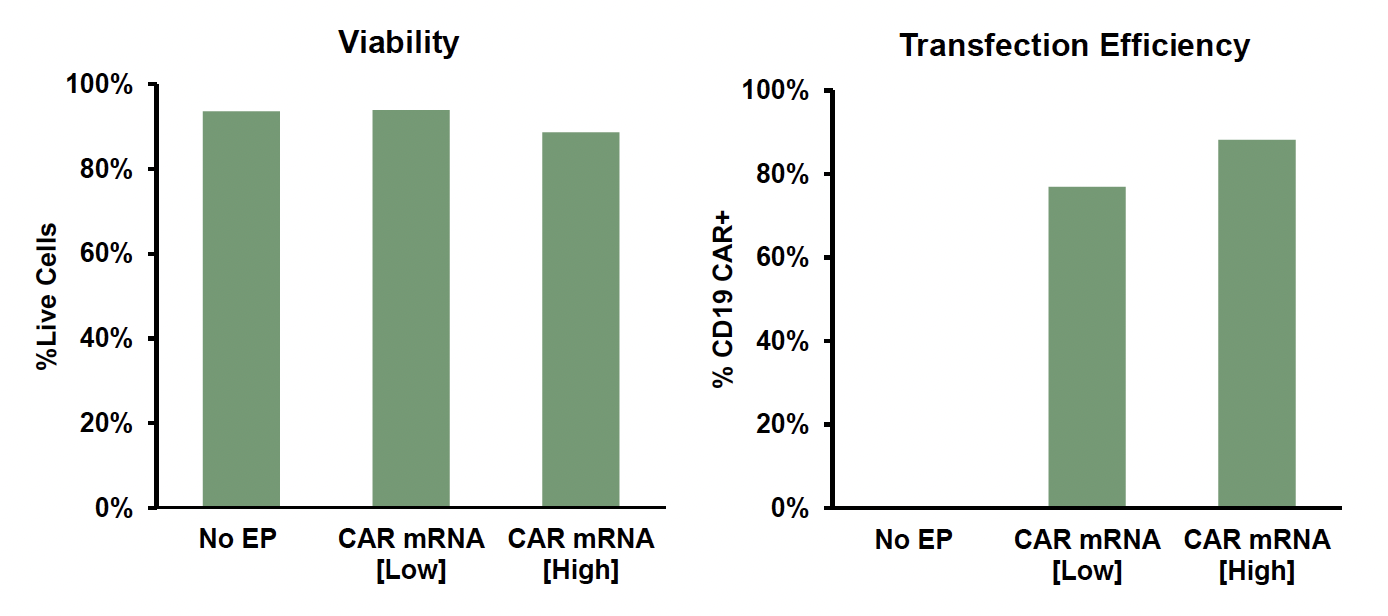 Two bar graphs: Left shows about equal viability (90% or higher) with no electroporation, low CAR mRNA (low) and high CAR mRNA. Right shows transfection efficiency (percentage of CD19 CAR+) for no electroporation (no transfection), low CAR mRNA and high CAR mRNA, with the latter being the highest by about 10 percent.