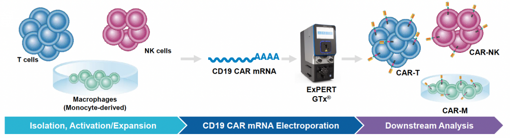 Illustration of three-stage workflow for engineering T cells, NK cells and macrophages using the ExPERT GTx. Stage 1: isolation, activation/expansion of cells. 2: CD19 CAR mRNA electroporation. 3: downstream analysis, showing effective transfection with instrument.