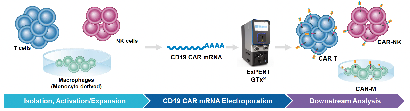 Illustration of three-stage workflow for engineering T cells, NK cells and macrophages using the ExPERT GTx. Stage 1: isolation, activation/expansion of cells. 2: CD19 CAR mRNA electroporation. 3: downstream analysis, showing effective transfection with instrument.