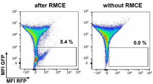 Two flow cytometry graphs showing MFI GFP over MFI RFP after RMCE and without RMCE. RMCE exchange efficiency of 5.4% in first graph compares favorably with other reports.