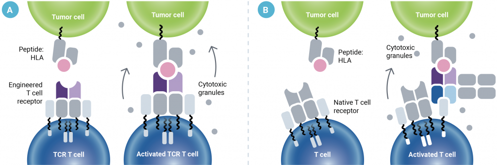 Figure 1A and 1B: Principles of T cell receptor-based immunotherapy in two graphics, A and B. See caption for greater detail.