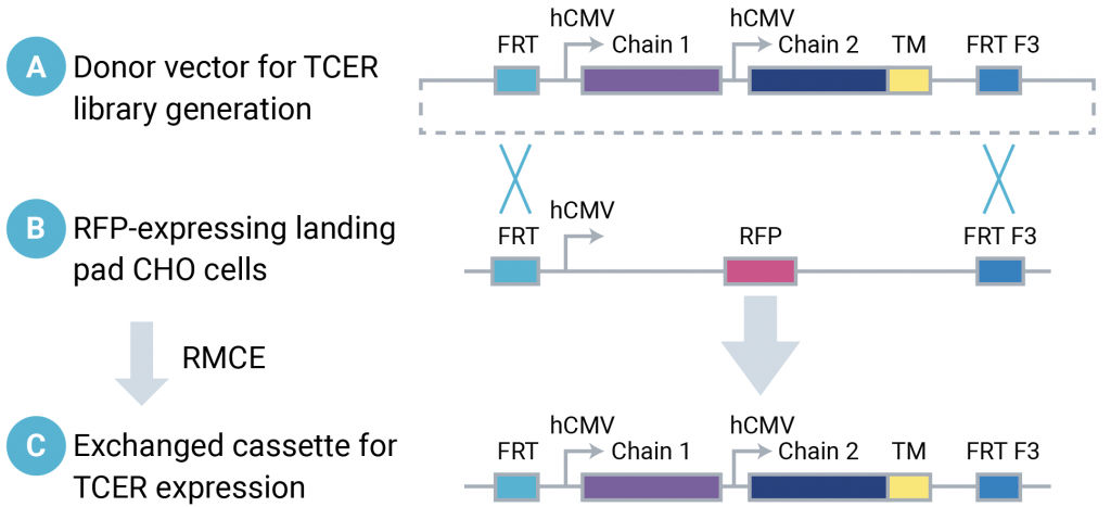 Figure 3: Creation of a mammalian display library by recombinase-mediated cassette exchange in three parts (A, B, and C as described in figure caption).