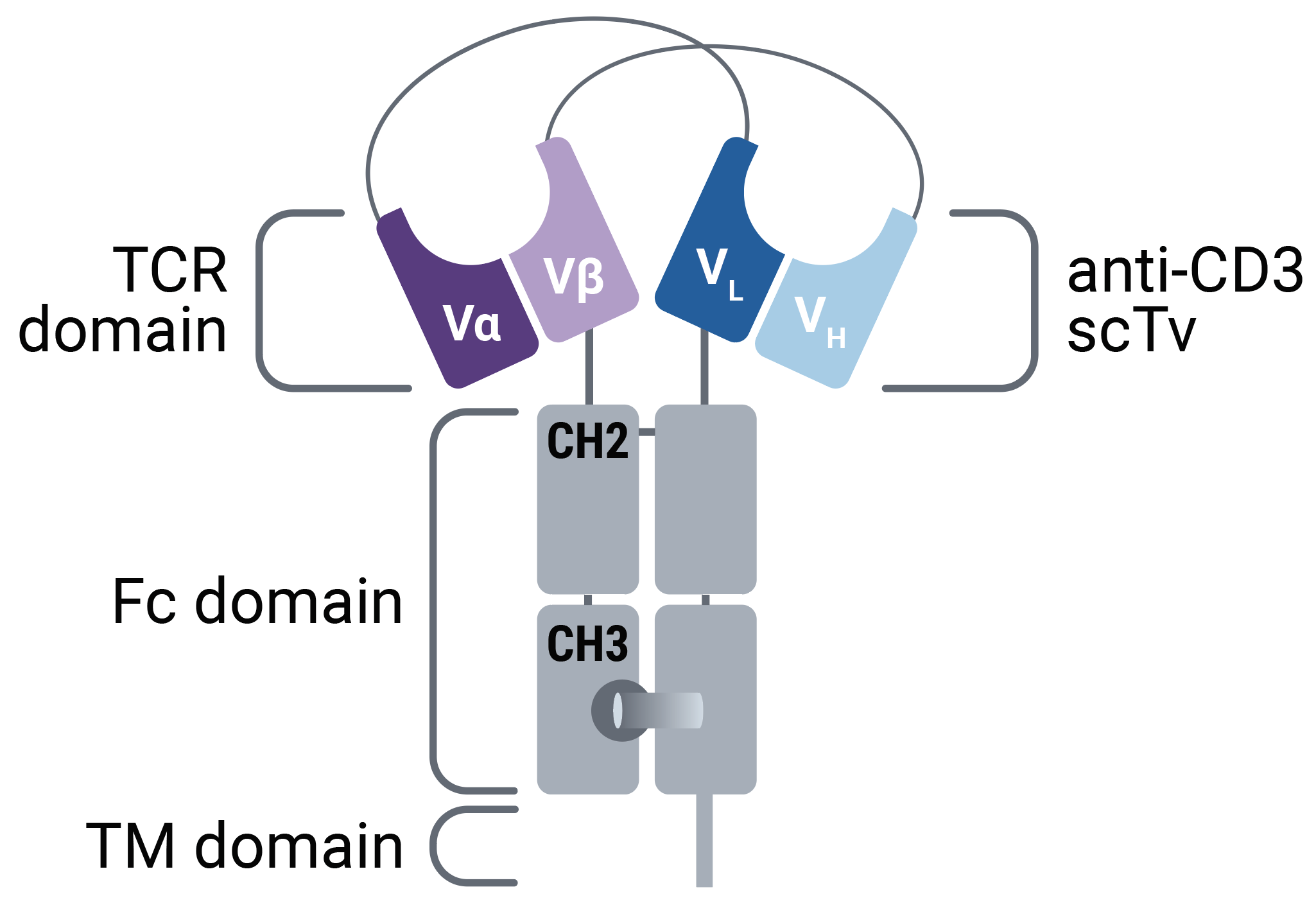 Figure 2: Visualization of membrane-anchored TCER.