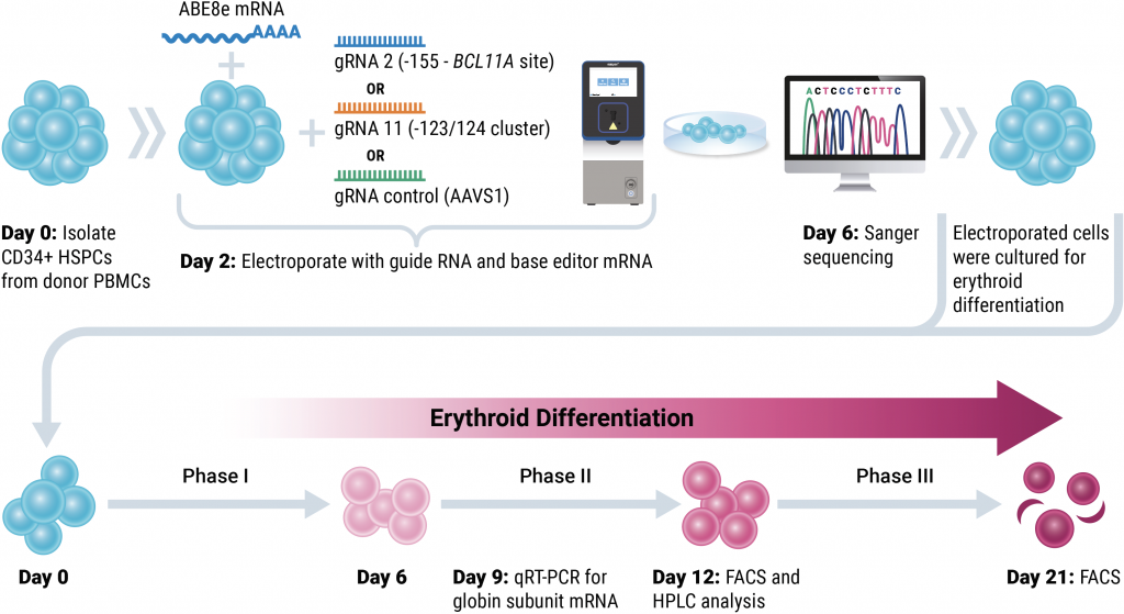 Illustration of base editing for HbF workflow, from day zero through day 21, including three phases of erythroid differentiation.