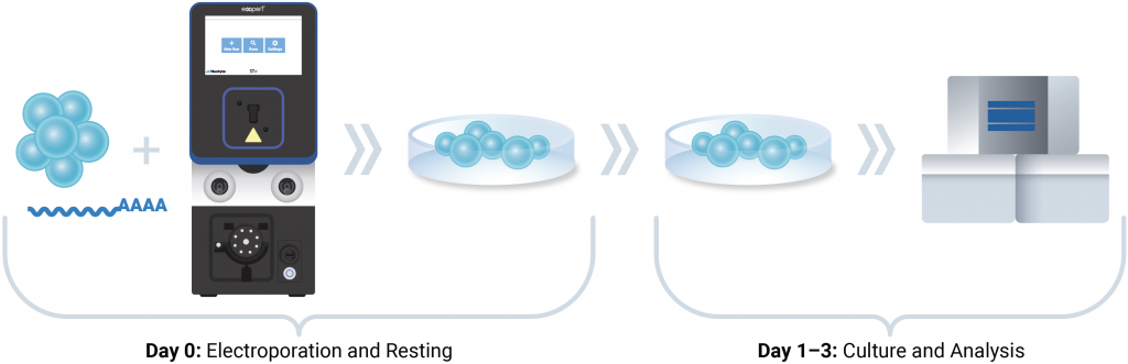 Illustration of MaxCyte electroporation workflow for CAR NK production, for day 0 and days 1-3.