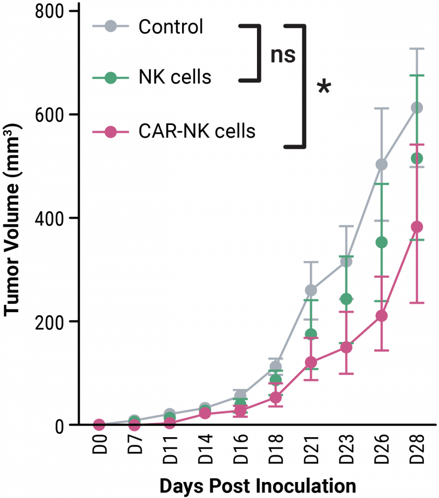 A scatter graph of tumor volume over days post inoculation for control, NK cells, and CAR NK cells.