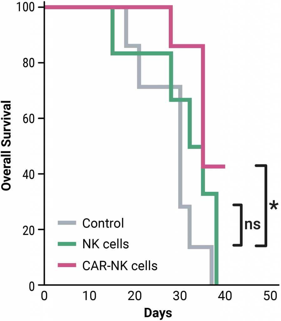 A step graph showing overall survival for control, NK cells and CAR NK cells over time in days.