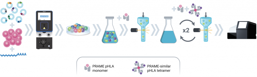 Illustration of workflow for mammalian display library generation and selection of enhanced affinity TCERs, with more details in caption.