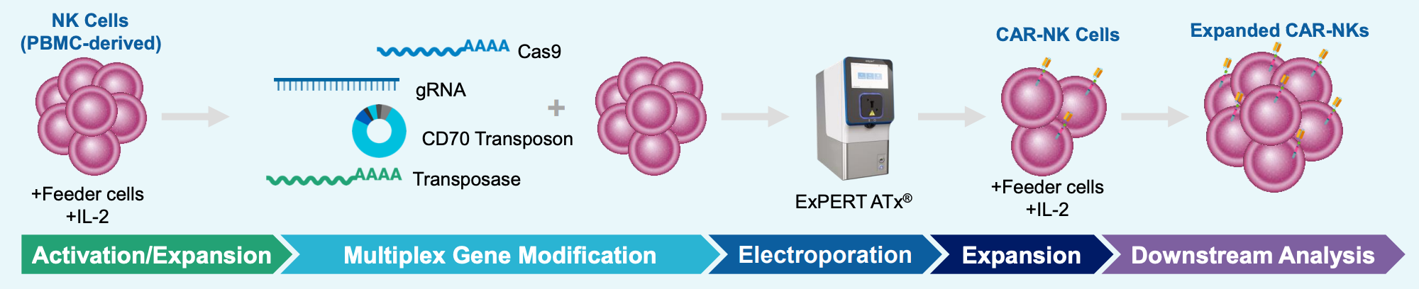 Illustration of ATx workflow. A pink cluster of cells shows NK cells co-cultured with feeder cells and IL-2. Then in the multiplex gene modification, a squiggling blue strand turning into As (Cas9), a blue line with teeth like a comb (gRNA), a circle graphic (CD70 transposon, and a green squiggling strand turning into As (transposase ) are added to the NK cell cluster and electroporated, as illustrated by the ATx instrument. Following that, in expansion, a small cluster of CAR-NK cells (still pink) with animated flags or markers expand into the next image of a larger cluster of CAR-NK cells.