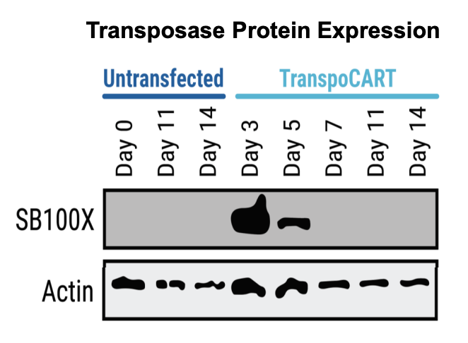 Western blot analysis shows transposase protein and unintegrated minicircle transposon DNA were undetectable by days seven and 15 after electroporation.