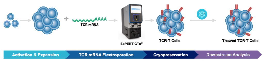 Illustrated workflow of primary activated human T cells (depicted as clusters of blue cells) being expanded then electroporated with a green squiggling strand merging into a list of As depicting TCR mRNA. Once out of the ExPERT GTx instrument shown, the cluster of blue cells shows red markers or flags to indicate TCR-T cells before cryopreservation (a snowflake icon). The downstream analysis shows thawed TCR-T cells, which are also represented by a cluster of blue cells with red markers or flags.