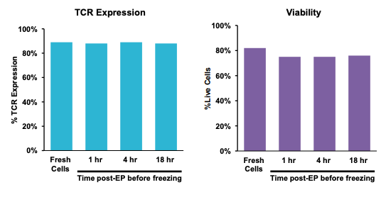Two bar graphs show four groups of electroporated cells over time post EP but before freezing. The first group was cultured for 24 hours at 37°C and analyzed by flow cytometry. The remaining three cell groups were cultured at 37°C for one, four and 18 hours after transfection, and then cryopreserved. Left graph shows TCR expression by percent for each time. Expression remains near 90 percent at every point. Right graph shows the same but for viability, with percent of live cells over time. Fresh cells were at 80 percent, and remained above 80 percent for remaining times.