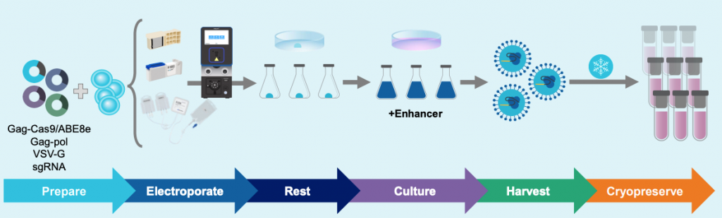 Illustration of MaxCyte electroporation worfklow for HEK293 cells, from preparation to cryopreservation