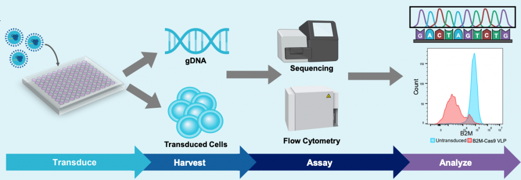 Illustrated VLP harvesting workflow from transduction through analysis