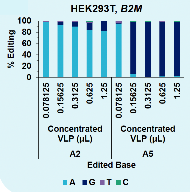 Bar graph shows for editing rates in percent by VLP doses for B2M locus in suspension cells