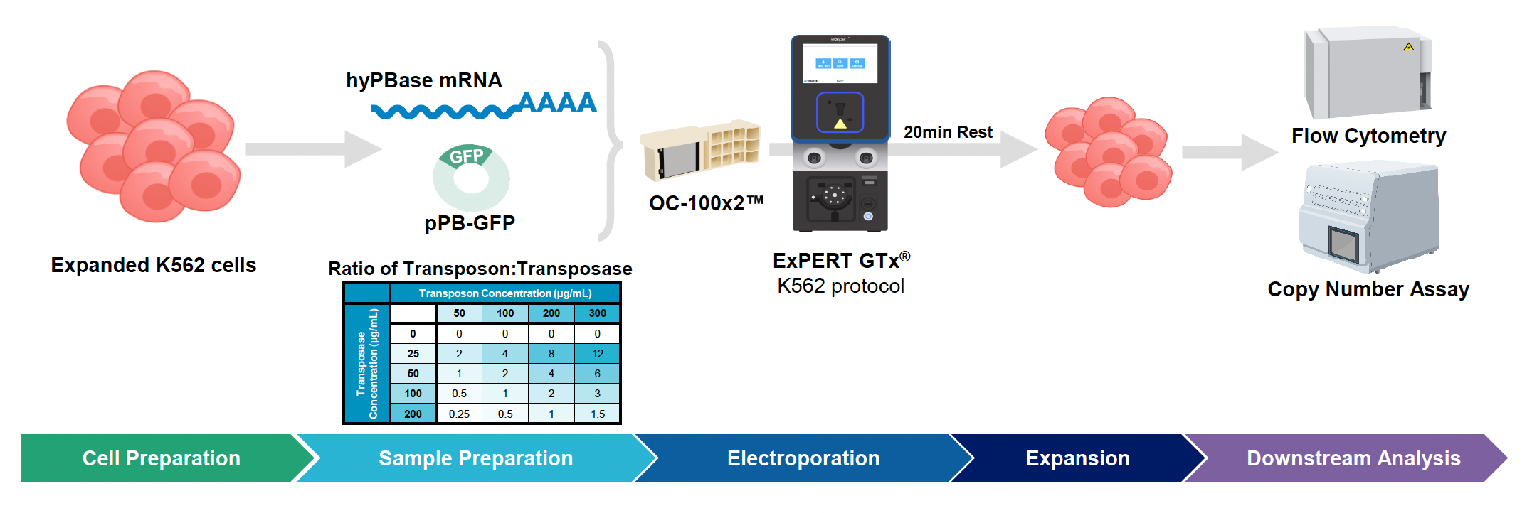 MaxCyte illustrated workflow from cell preparation to downstream analysis