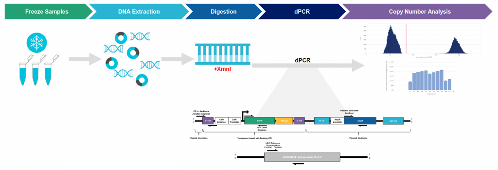 Illustrated workflow for copy number analysis starting with freeze samples
